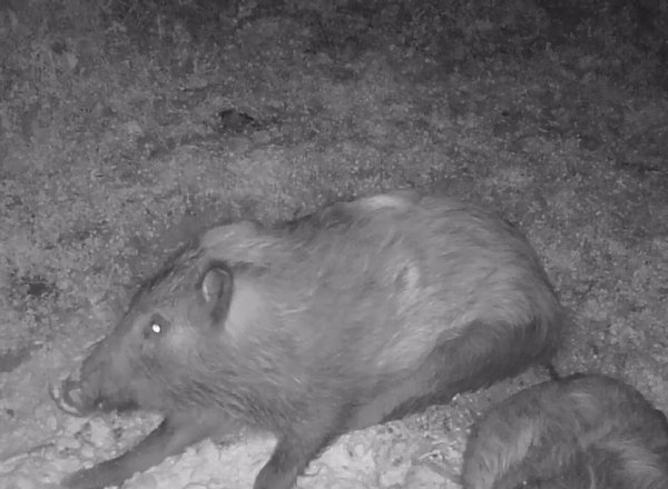 画像6: 赤外線無人撮影 4K カメラ サイトロンジャパン (6)